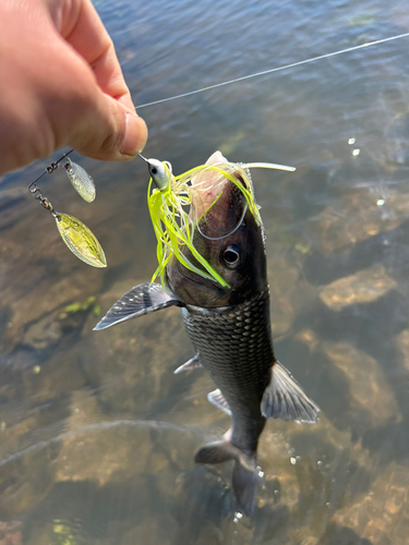 ニゴイの釣果