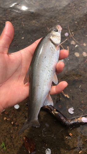 ウグイの釣果