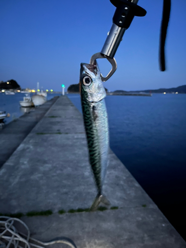 サバの釣果