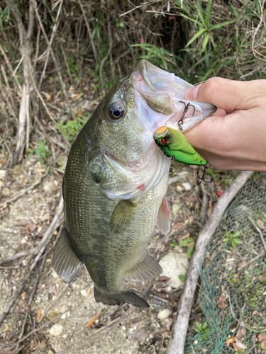 ブラックバスの釣果