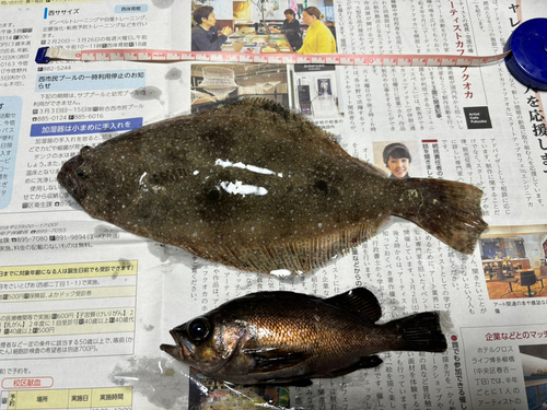 ヒラメの釣果