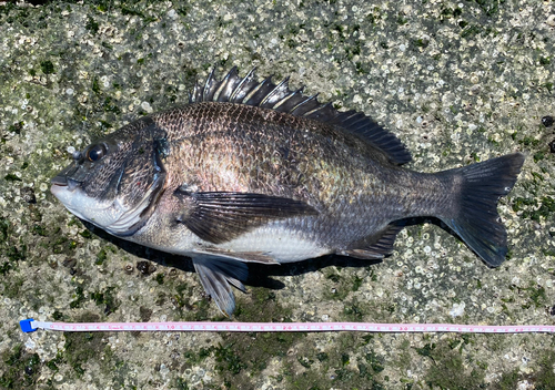 クロダイの釣果