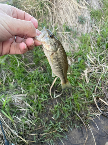 ブラックバスの釣果