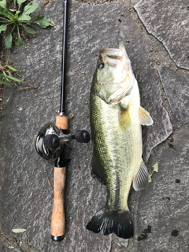 ブラックバスの釣果