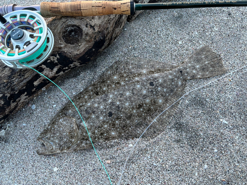 ヒラメの釣果