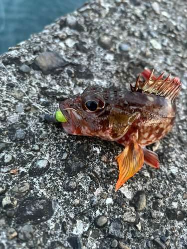 カサゴの釣果