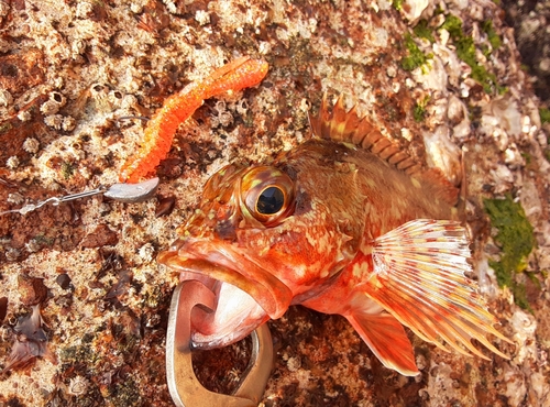 カサゴの釣果