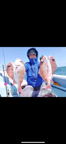 マダイの釣果