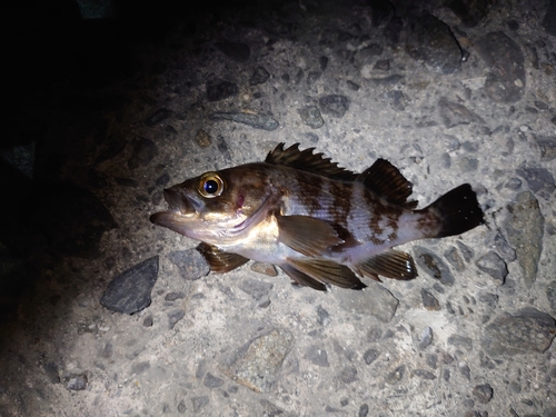 メバルの釣果