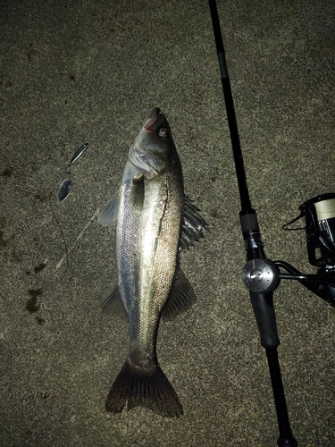 シーバスの釣果