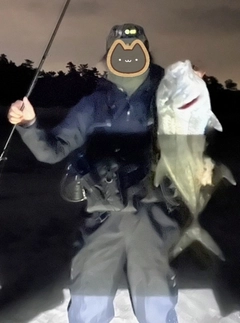 ロウニンアジの釣果