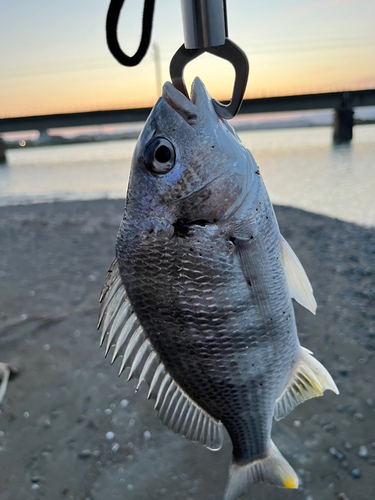 キビレの釣果