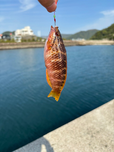 ホシササノハベラの釣果