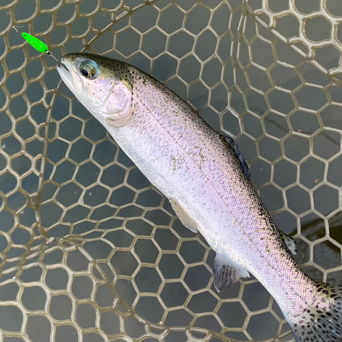 ニジマスの釣果