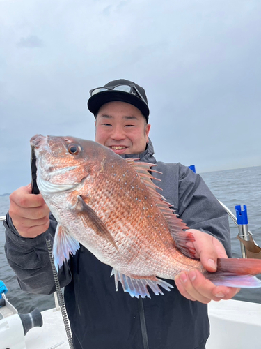 マダイの釣果