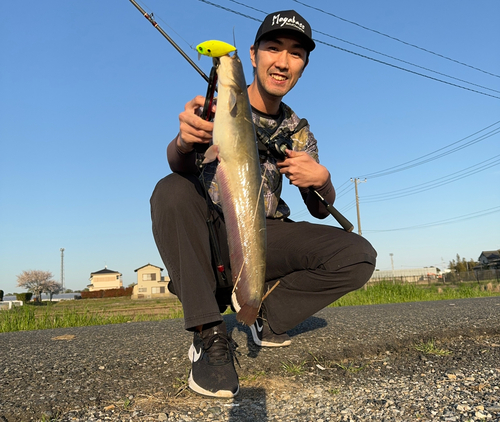 ナマズの釣果