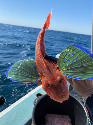 ホウボウの釣果