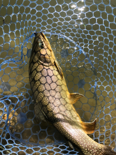 サクラマスの釣果