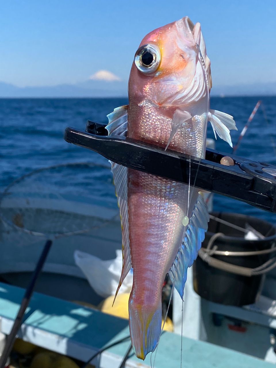 釣りが大好きさんの釣果 1枚目の画像