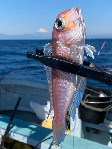 アマダイの釣果