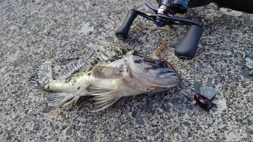 クロソイの釣果