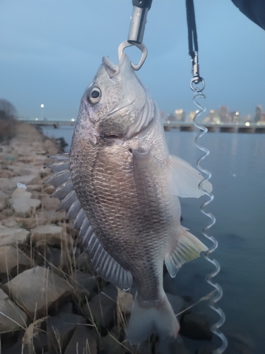 チヌの釣果