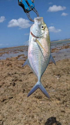 カスミアジの釣果