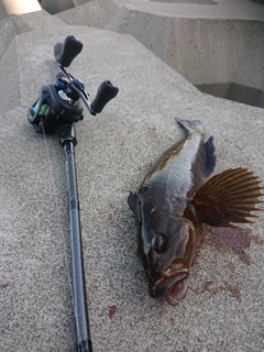 アイナメの釣果