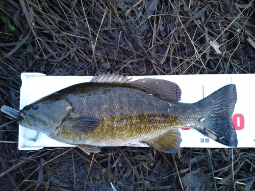 スモールマウスバスの釣果