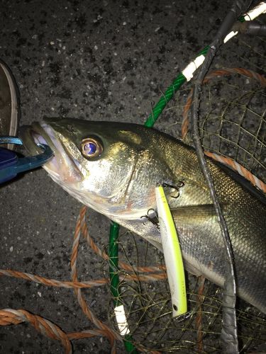 フッコ（マルスズキ）の釣果