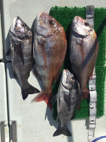 マダイの釣果