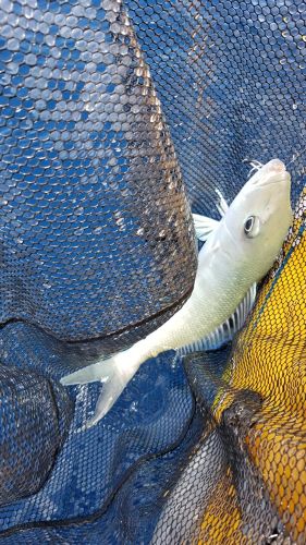 アオチビキの釣果