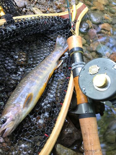 イワナの釣果