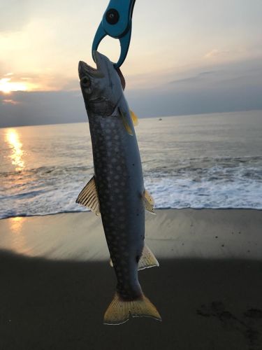 アメマスの釣果