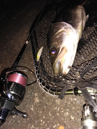 シーバスの釣果