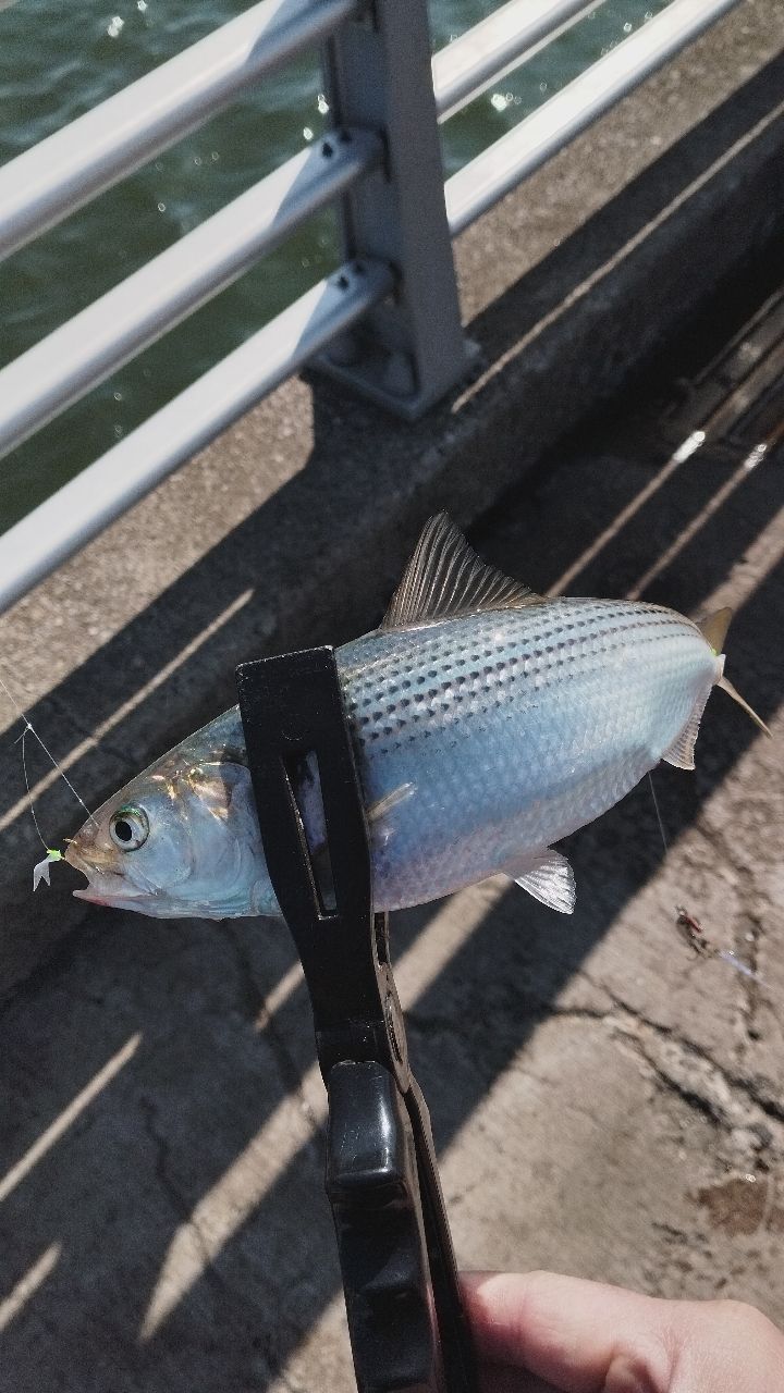 コノシロ