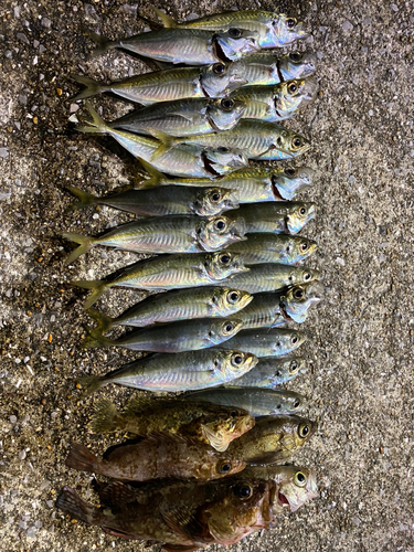 アジの釣果