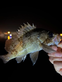 メバルの釣果