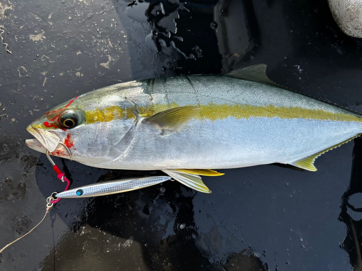 栗嶋裕大さんの釣果 2枚目の画像