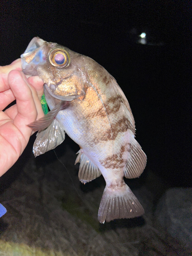 メバルの釣果