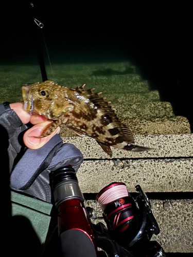 カサゴの釣果