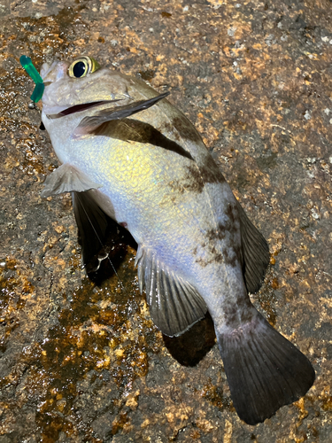 シロメバルの釣果