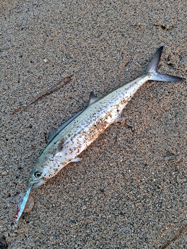 サゴシの釣果