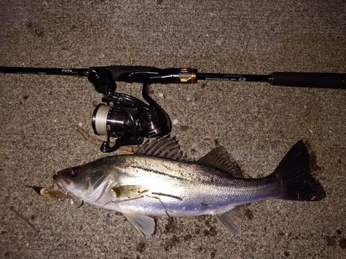 シーバスの釣果