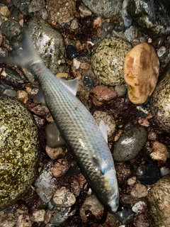 ボラの釣果