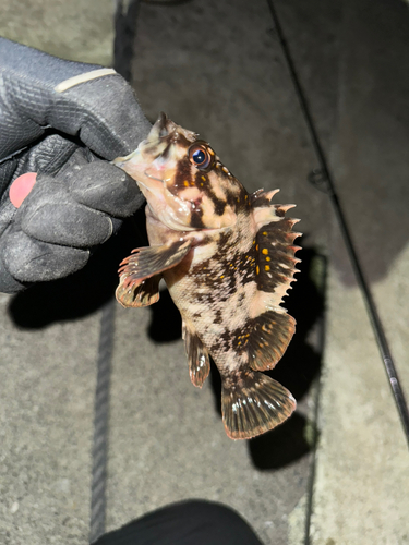 オウゴンムラソイの釣果