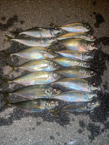 アジの釣果