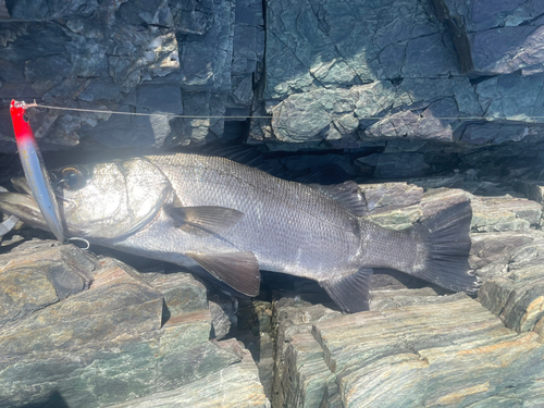 ヒラスズキの釣果