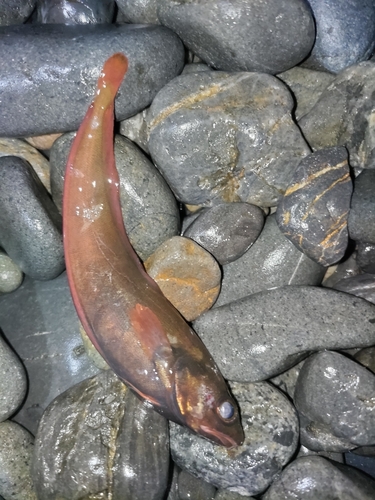 ドンコの釣果