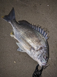 キビレの釣果